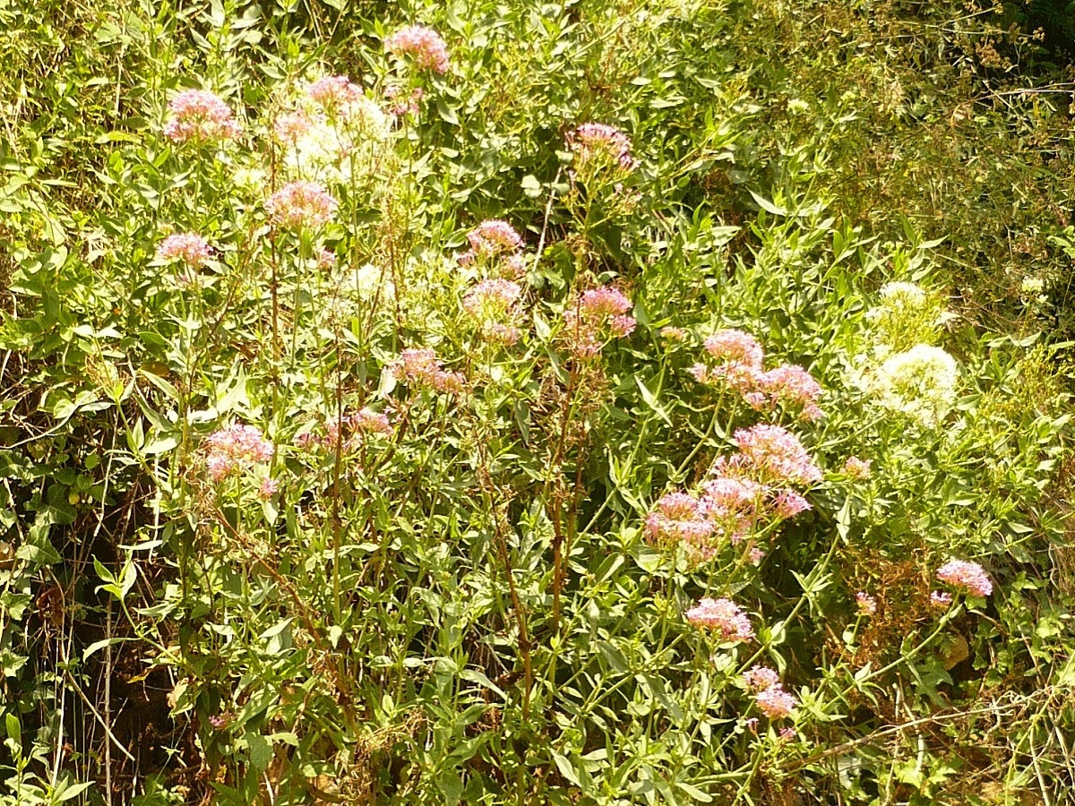 Centranthus ruber subsp. ruber (Caprifoliaceae)